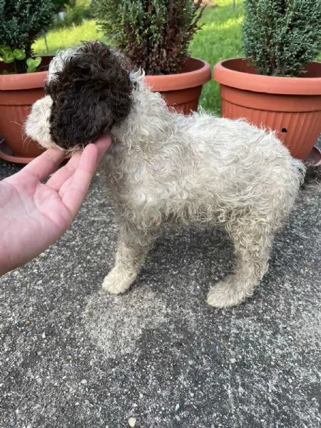 lagotto romagnolo cuccioli | Foto 0