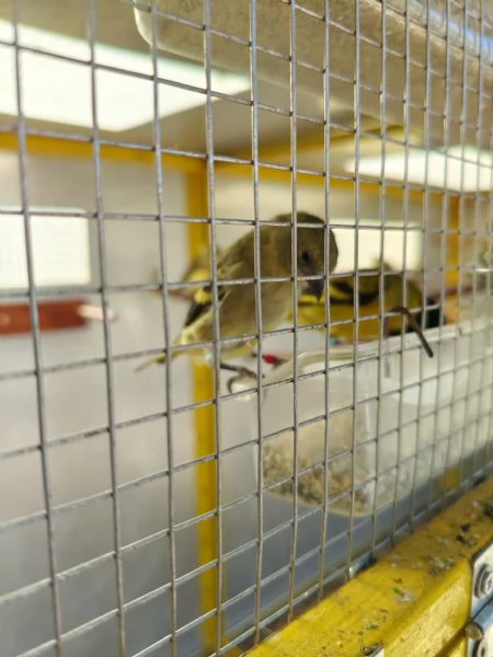 Lucherini di Magellano Novelli 2025