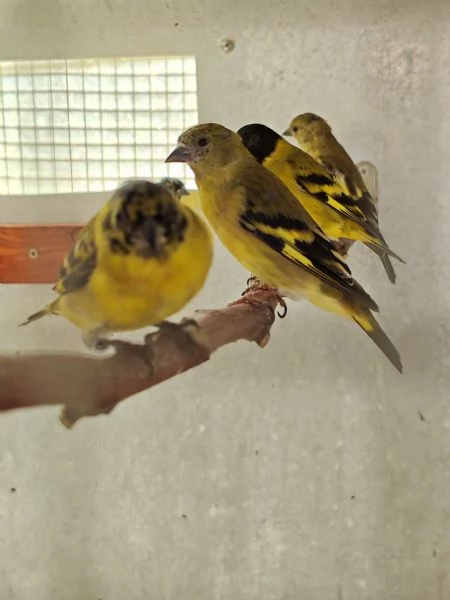 Lucherini di Magellano Novelli 2025 | Foto 5