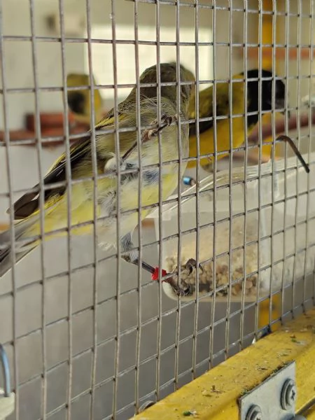 Lucherini di Magellano Novelli 2025 | Foto 4