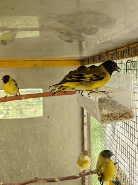 Lucherini di Magellano Novelli 2025 | Foto 3