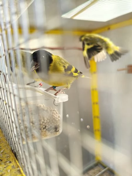 Lucherini di Magellano Novelli 2025 | Foto 2