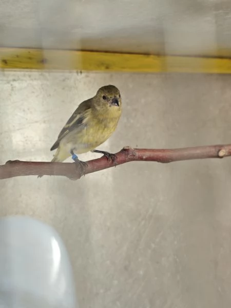 Lucherini di Magellano Novelli 2025 | Foto 1