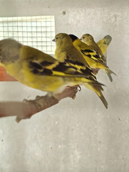 Lucherini di Magellano Novelli 2025 | Foto 0