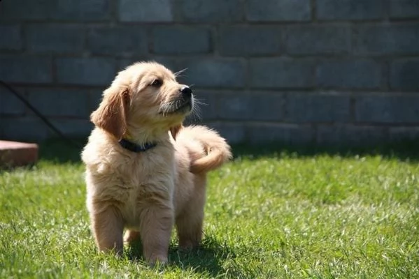 cucciolo cuccioli di razza golden retriver maschi o femmine | Foto 6