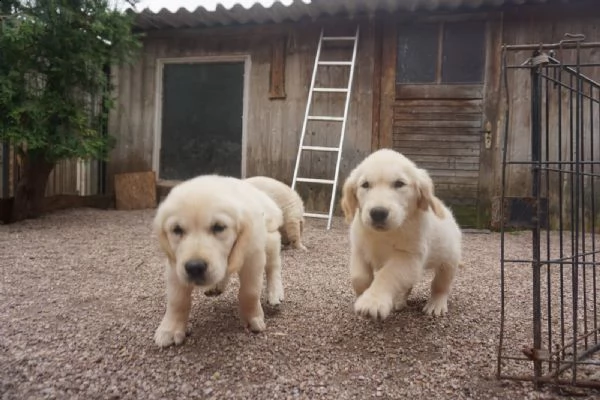 cucciolo cuccioli di razza golden retriver maschi o femmine | Foto 5