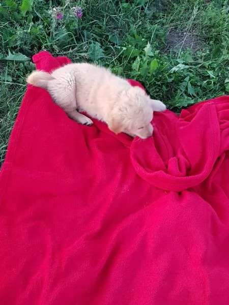 cucciolo cuccioli di razza golden retriver maschi o femmine | Foto 3