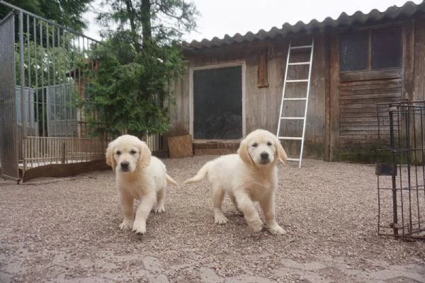 cucciolo cuccioli di razza golden retriver maschi o femmine | Foto 2