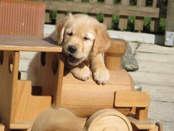 cucciolo cuccioli di razza golden retriver maschi o femmine | Foto 0