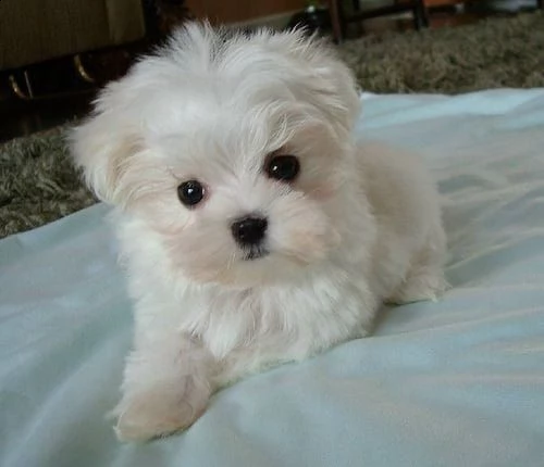 eccezionali cuccioli di maltese akc (+393512351560)