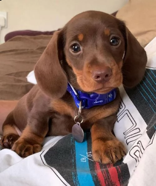 regalo adorabili cuccioli  bassotto femminucce e maschietti disponibili