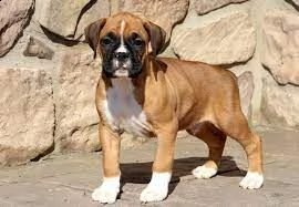 cuccioli di boxer in adozione