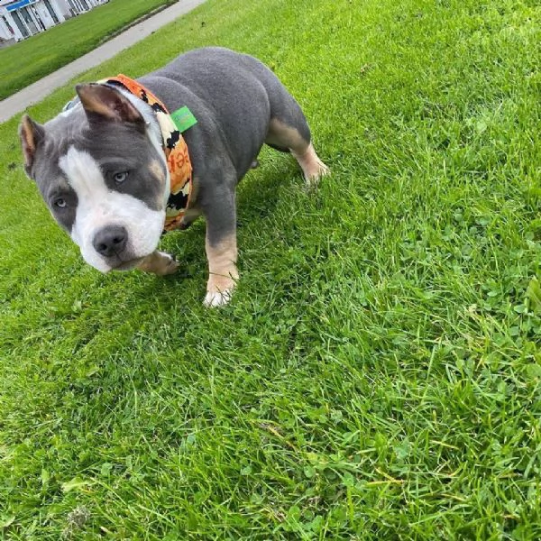 cuccioli di pitbull r in adozione