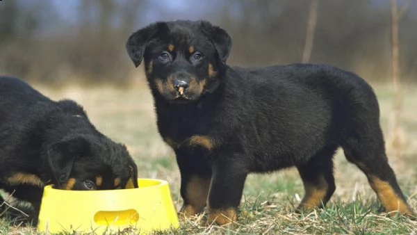 splendidi cuccioli di rottweiler kc excellent home breeds maschi e femmine in cerca di una casa per 
