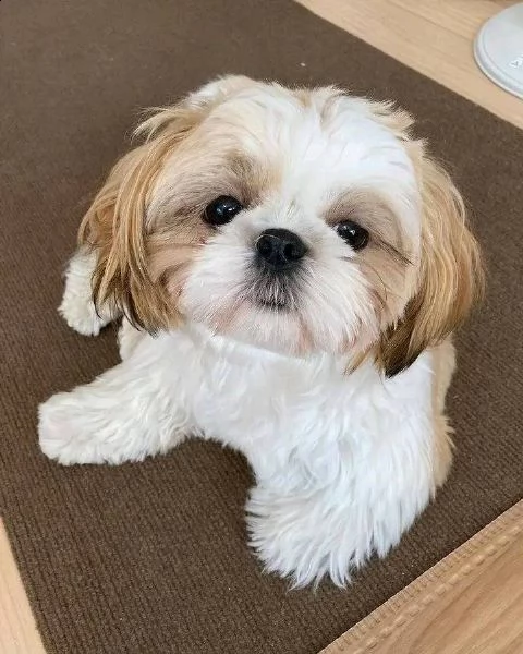 due cuccioli di shihtzu toy!!!