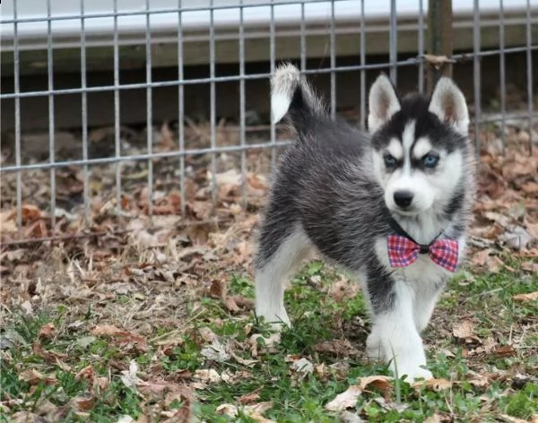disponibili cuccioli di malamute siberiano e husky di razza originale