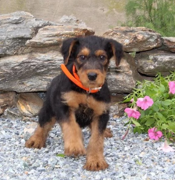 airedale terrier cani in vendita con documenti di certificato originali