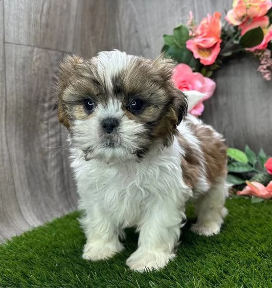 shih tzu baby razza maschio al miglior prezzo di vendita