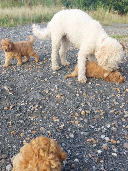 disponibili cuccioli maschi e femmine | Foto 5