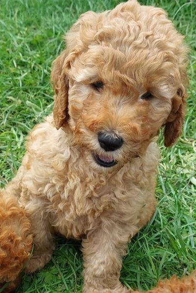 disponibili cuccioli maschi e femmine | Foto 4