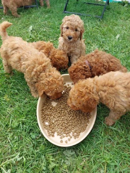 disponibili cuccioli maschi e femmine | Foto 3