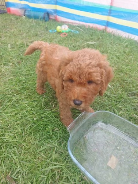 disponibili cuccioli maschi e femmine | Foto 2