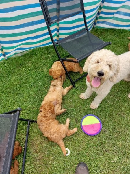 disponibili cuccioli maschi e femmine | Foto 1