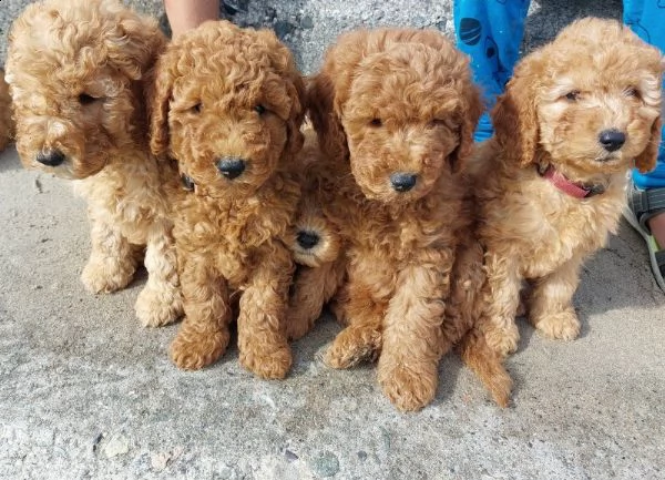 disponibili cuccioli maschi e femmine