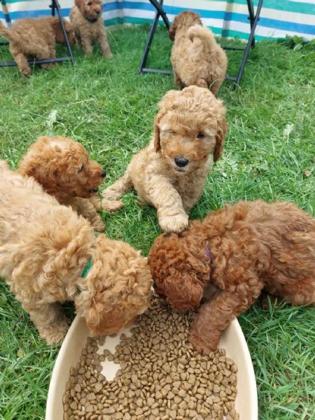 disponibili cuccioli maschi e femmine | Foto 0