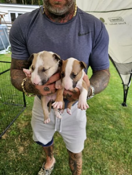 cuccioli di bull terrier inglese in adozione | Foto 4