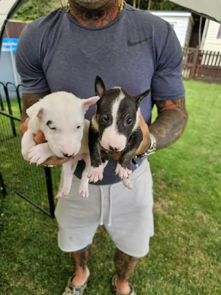 cuccioli di bull terrier inglese in adozione | Foto 3