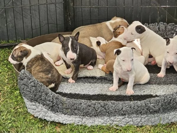 cuccioli di bull terrier inglese in adozione | Foto 2