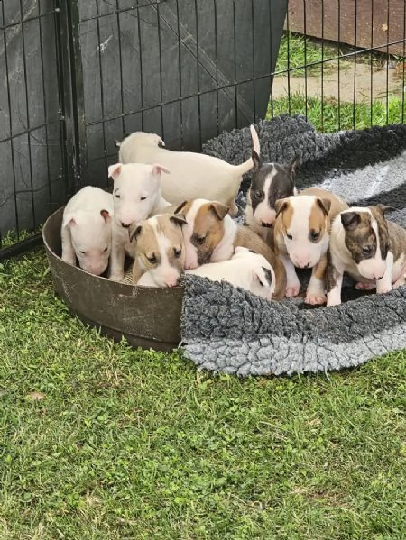 cuccioli di bull terrier inglese in adozione | Foto 1