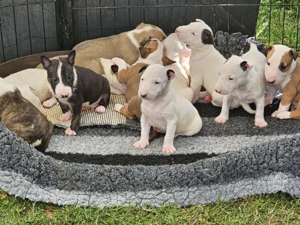 cuccioli di bull terrier inglese in adozione