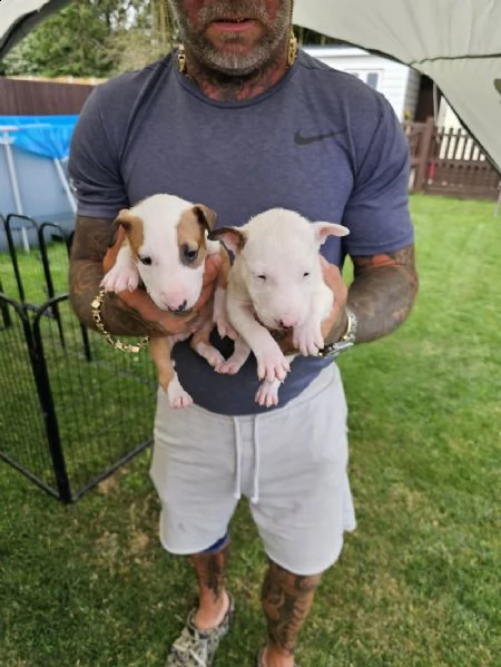 cuccioli di bull terrier inglese in adozione | Foto 0