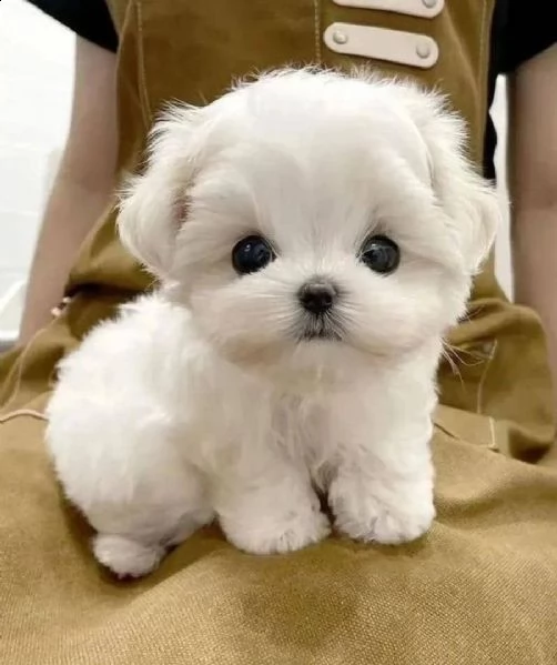regalo maltese cuccioli meravigliosi ! 