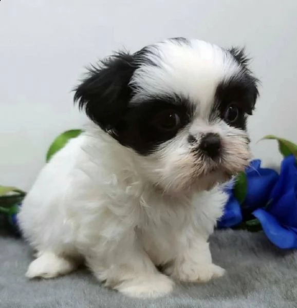 cuccioli shitzu maschi femmine