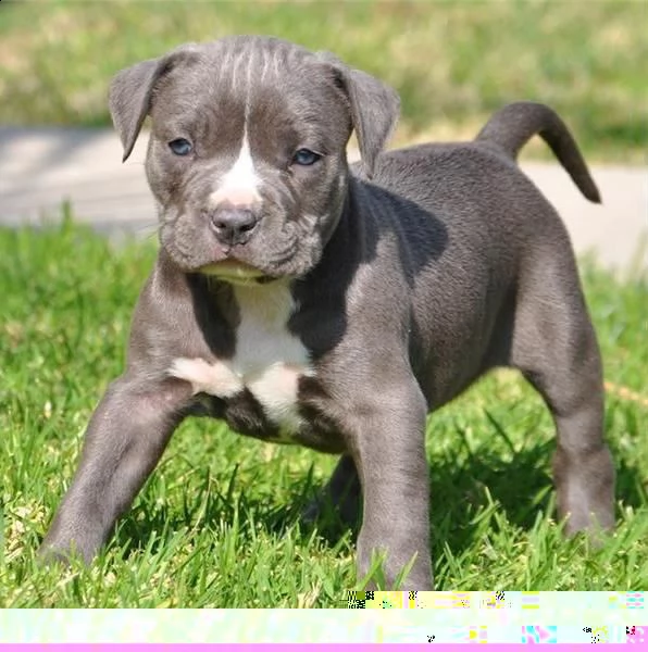 regalo cuccioli di pitbull 