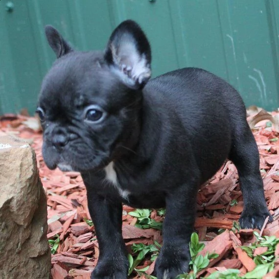 regalo cuccioli di cane a bulldog francese | Foto 0