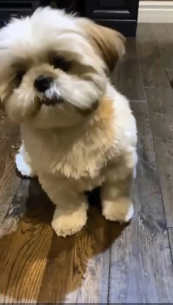 cuccioli di shih tzu