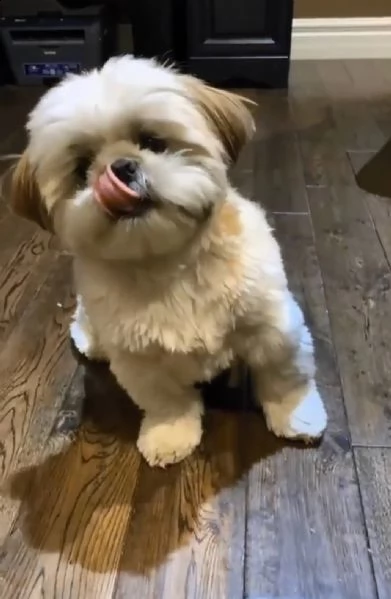 cuccioli di shih tzu | Foto 0