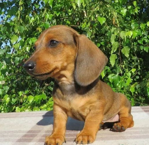 bassotto in adozione whatsapp ( 0039 353 317 4023 ) | Foto 2