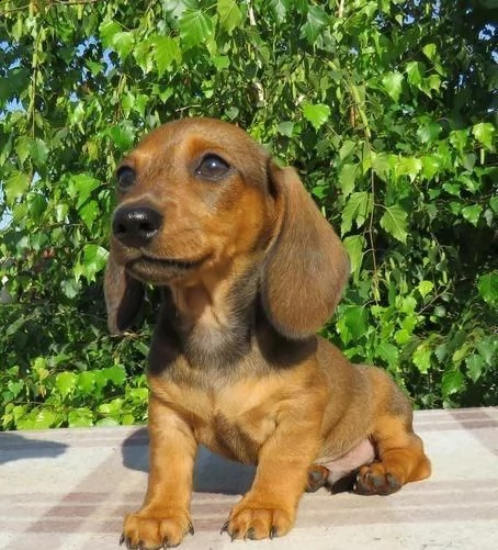 bassotto in adozione whatsapp ( 0039 353 317 4023 ) | Foto 0