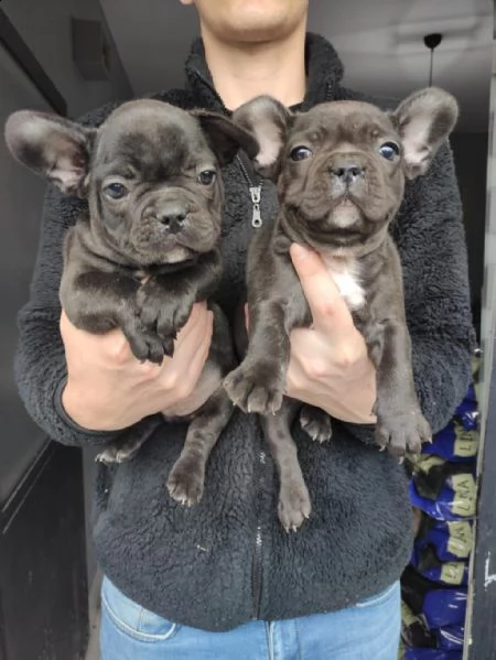 bulldog francese in adozione whatsapp (0039 353 317 4023 ) | Foto 1