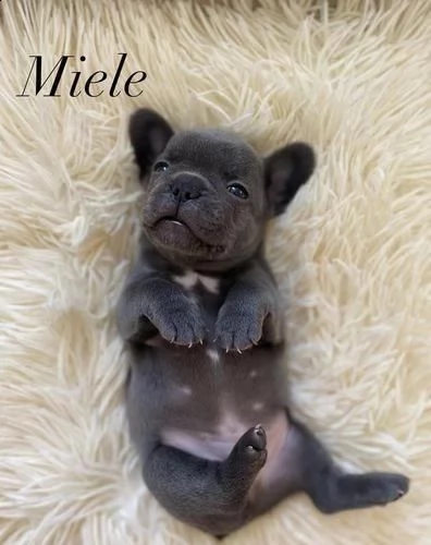 regalo   bulldog francese    whatsapp (0039 353 317 4023 )