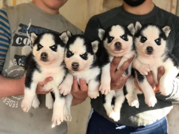 husky in adozione whatsapp ( 0039 353 317 4023 )