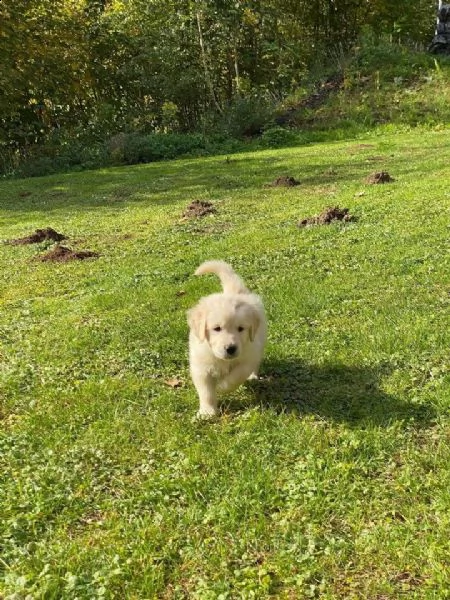 labrador in adozione whatsapp ( 0039 353 317 4023 ) | Foto 2