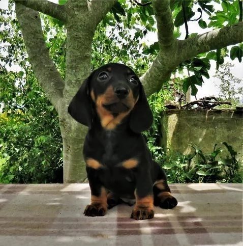 regalo bassotto whatsapp ( 0039 353 317 4023 ) | Foto 2