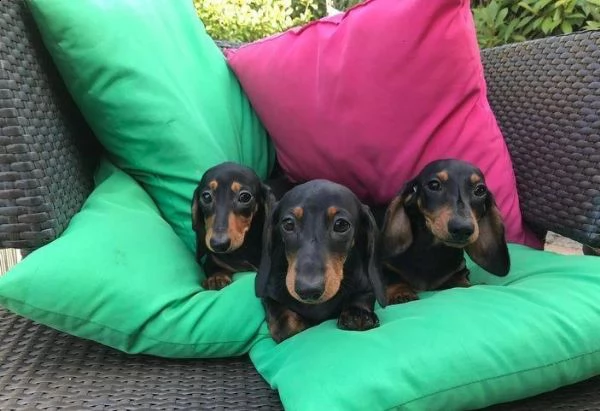 regalo bassotto whatsapp ( 0039 353 317 4023 )