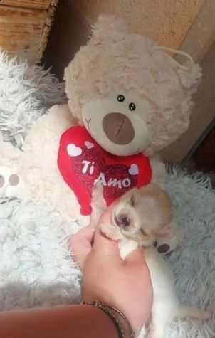 regala cuccioli di chihuahua whatsapp (0039 353 317 4023 ) | Foto 1